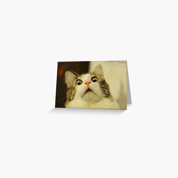 weird cat Greeting Card