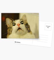 weird cat Postcards