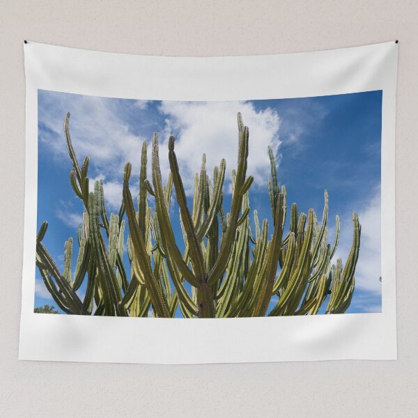 Item preview, Tall green candelabra cactus i n Auckland Botanical Gardens designed and sold by Brian Scantlebury.
