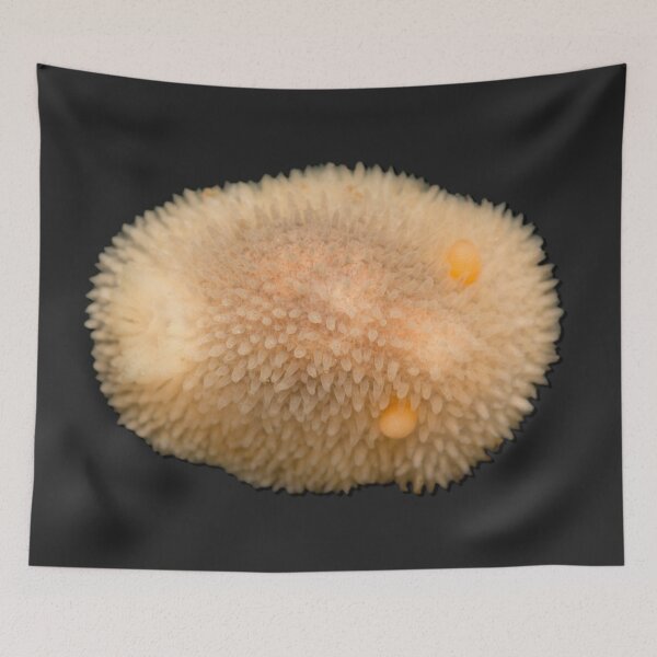 Item preview, Kawaii SeaBunny (Nudibranch) - Puff Pastry designed and sold by miTeless seDign.