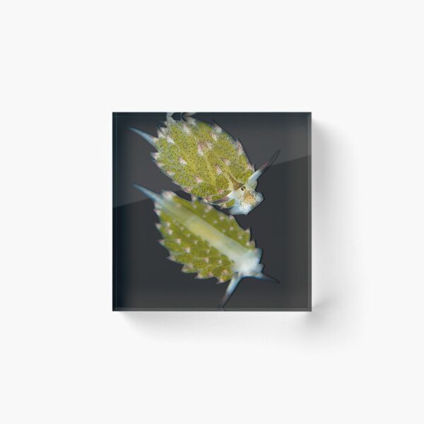Item preview, Kawaii SeaBunny (Nudibranch) - Green Twins designed and sold by miTeless seDign.