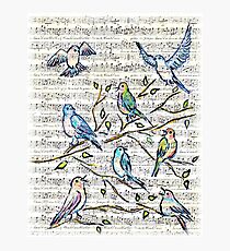 Songbirds Photographic Print
