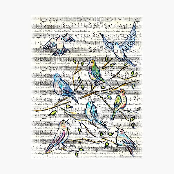 Songbirds Photographic Print