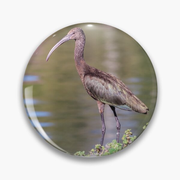 Item preview, White-Faced Ibis With Non-Breeding Plumage designed and sold by Jeff Goulden Photography.