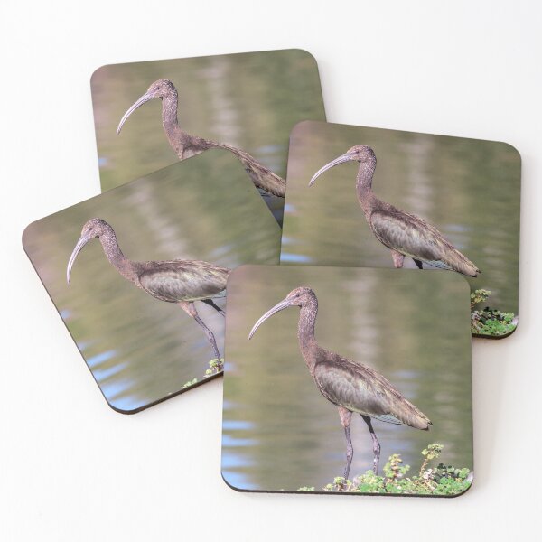 Item preview, White-Faced Ibis With Non-Breeding Plumage designed and sold by Jeff Goulden Photography.