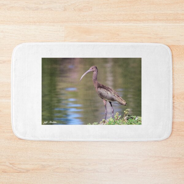 Item preview, White-Faced Ibis With Non-Breeding Plumage designed and sold by Jeff Goulden Photography.