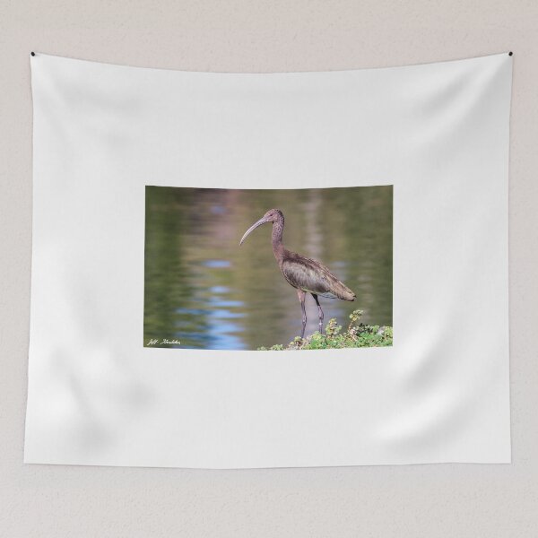 Item preview, White-Faced Ibis With Non-Breeding Plumage designed and sold by Jeff Goulden Photography.
