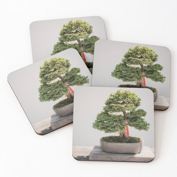Item preview, Zen Bonsai Chinese Elm Tree, Bonsai Plant designed and sold by newburyboutique.