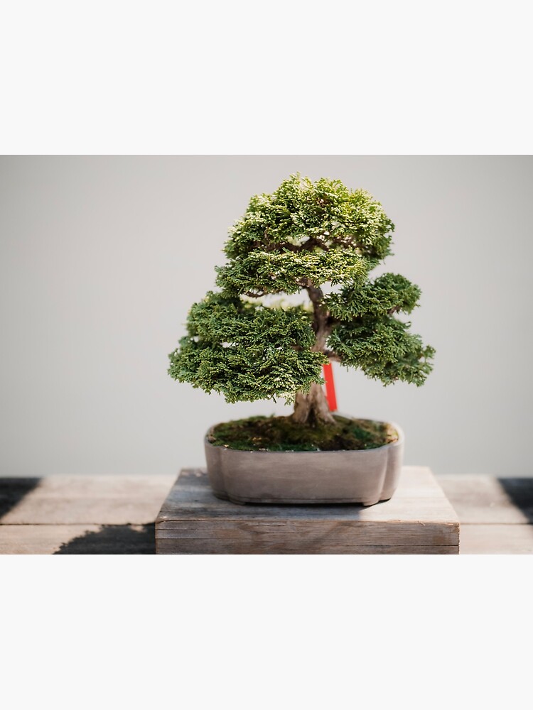 Zen Bonsai Chinese Elm Tree, Bonsai Plant Poster for Sale by  newburyboutique