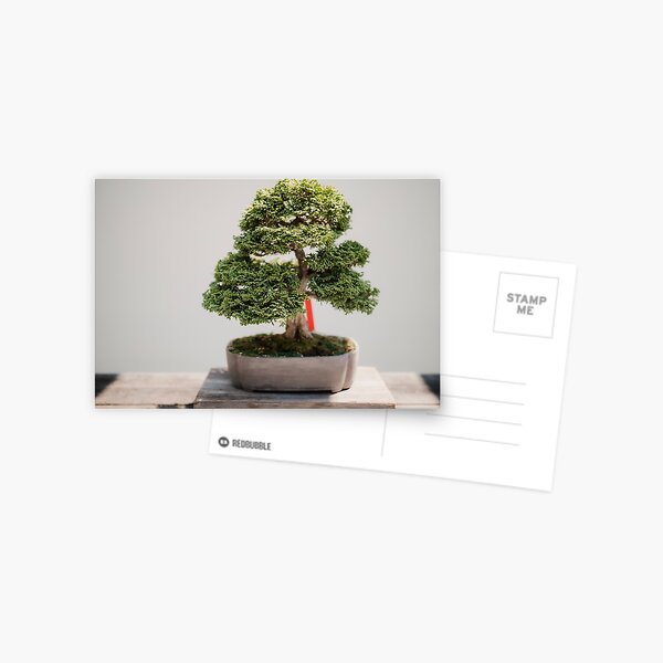 Zen Bosai Tree, Bonsai Plant Postcard for Sale by newburyboutique