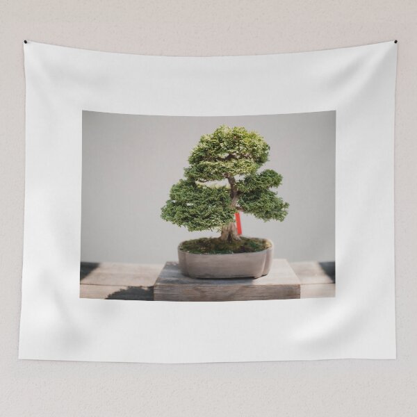 Item preview, Zen Bonsai Chinese Elm Tree, Bonsai Plant designed and sold by newburyboutique.