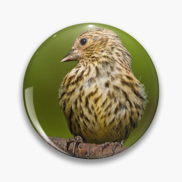 Item preview, Pine Siskin With Yellow Coloration designed and sold by Jeff Goulden Photography.