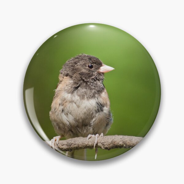 Item preview, Dark Eyed Junco designed and sold by Jeff Goulden Photography.