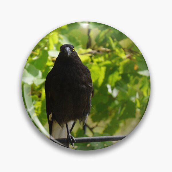 Item preview, Pied Currawong, Australian bird designed and sold by charlienelson.