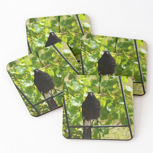 Item preview, Pied Currawong, Australian bird designed and sold by charlienelson.