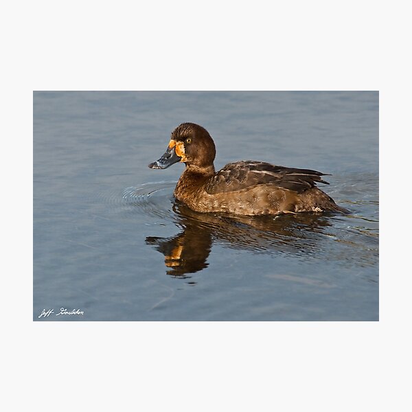 Female Greater Scaup Photographic Print