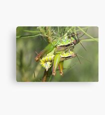 Mating Short Horned Grasshoppers Metal Print