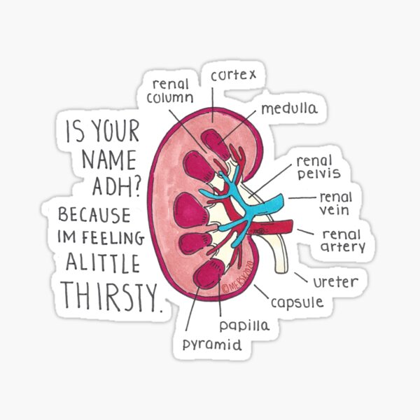 Anti Diuretic Hormone Sticker