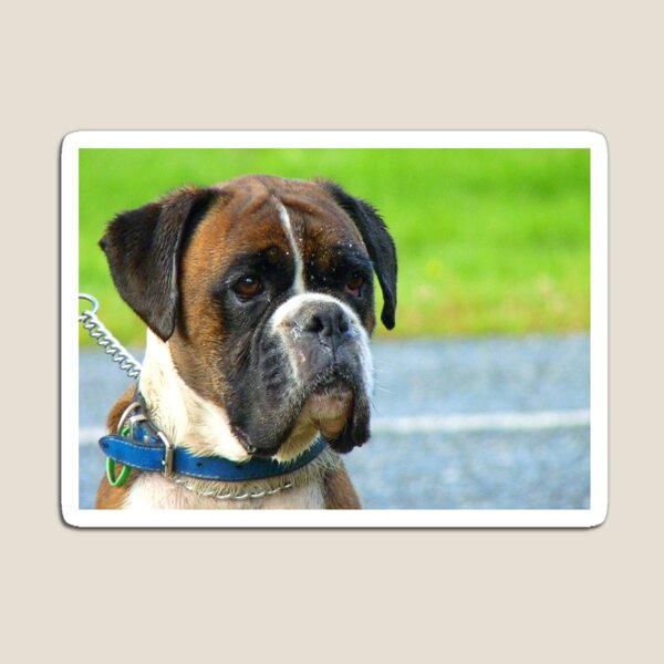 Beautiful Jowls! - Boxer Dog - NZ Magnet