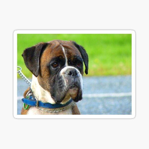 Beautiful Jowls! - Boxer Dog - NZ Sticker
