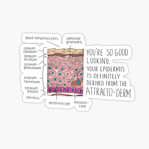 Epidermis Sticker