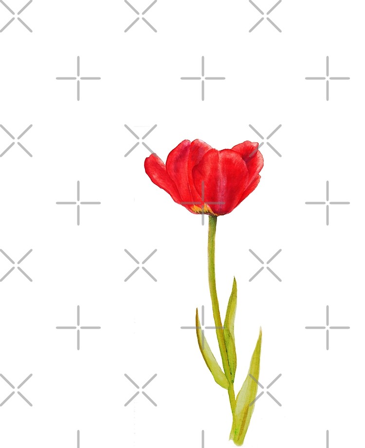 Single red tulip flower watercolor art