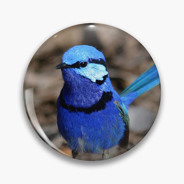 Item preview, splendid fairywren Malurus splendens Australia bird lila blue designed and sold by Schoensl.