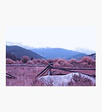 Bushes Photographic Print