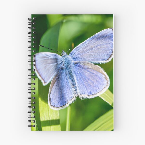 Item preview, Bluewing butterfly designed and sold by Kirsberry.