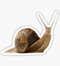 Snail Sticker