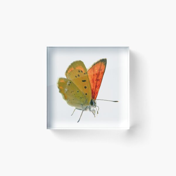 Item preview, Scarce copper designed and sold by Kirsberry.