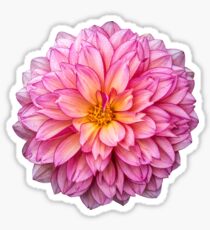Dahlia Sticker