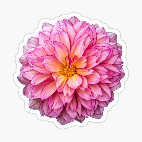 Dalia Gifts & Merchandise for Sale | Redbubble