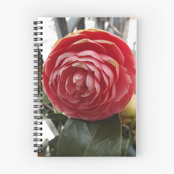Item preview, Flower Close-Up, New York City designed and sold by lenspiro.