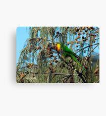 Rainbow Lorikeet Canvas Print