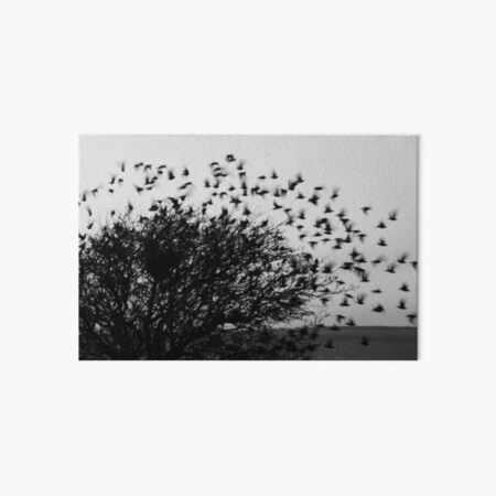 Starling Explosion Art Board Print