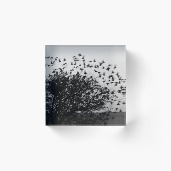Starling Explosion Acrylic Block