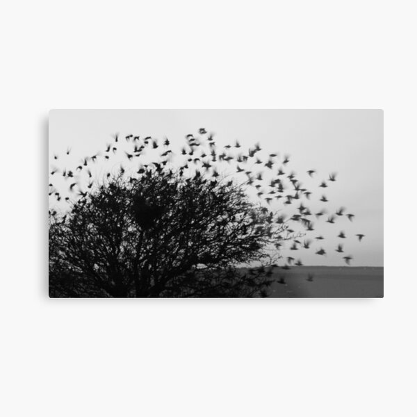 Starling Explosion Metal Print