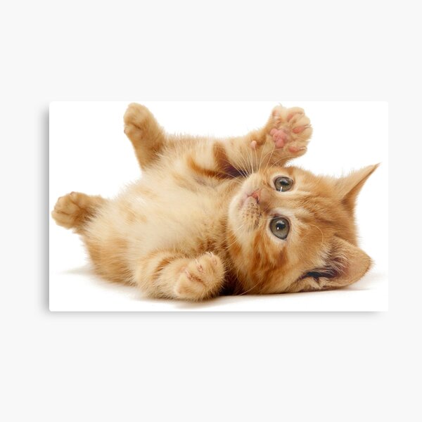 Item preview, Ginger Kitten designed and sold by DoodleDashCollective.