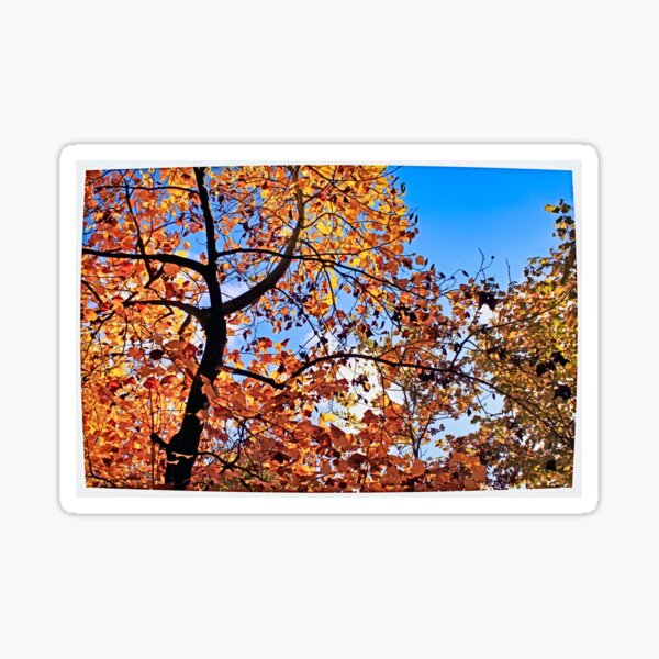 Autumn Leaves Sticker
