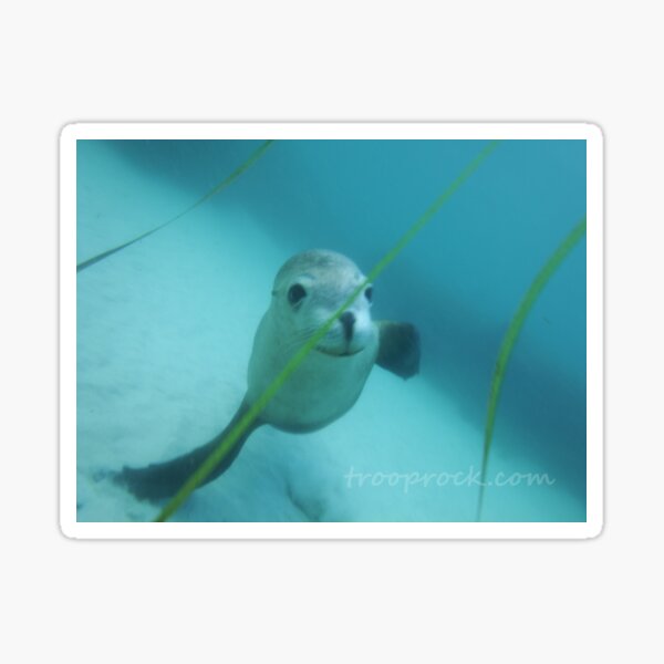 Sea Lion Pup Sticker