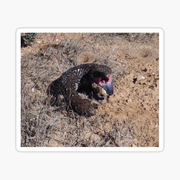 Shingleback Sticker