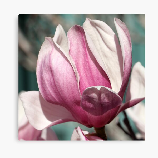 Magnolia 1 Canvas Print