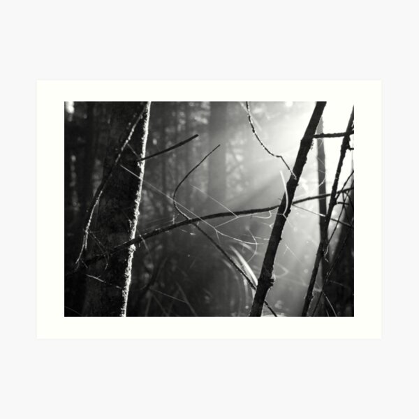 Morning Light, Franklin-Gordon Wild Rivers National Park, Tasmania, Australia Art Print