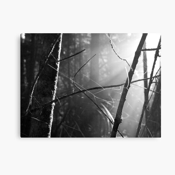 Morning Light, Franklin-Gordon Wild Rivers National Park, Tasmania, Australia Metal Print
