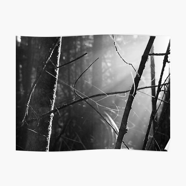 Morning Light, Franklin-Gordon Wild Rivers National Park, Tasmania, Australia Poster