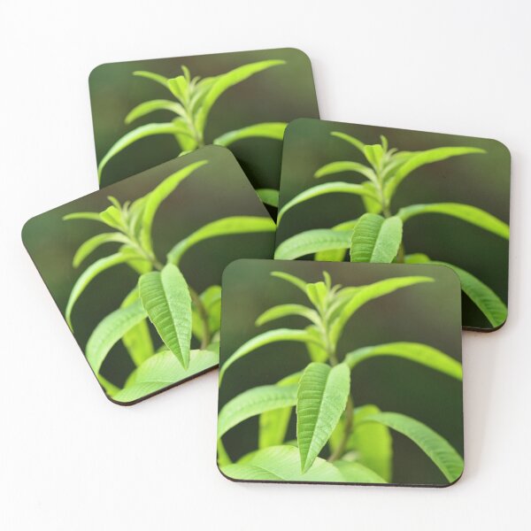 Item preview, Lemon verbena in the urban garden designed and sold by wineandwords.
