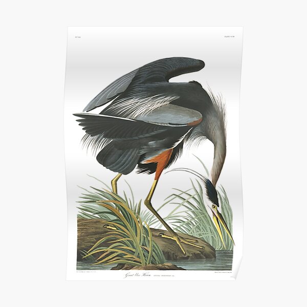 Great blue Heron - John James Audubon Poster