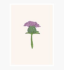 Thistle Photographic Print