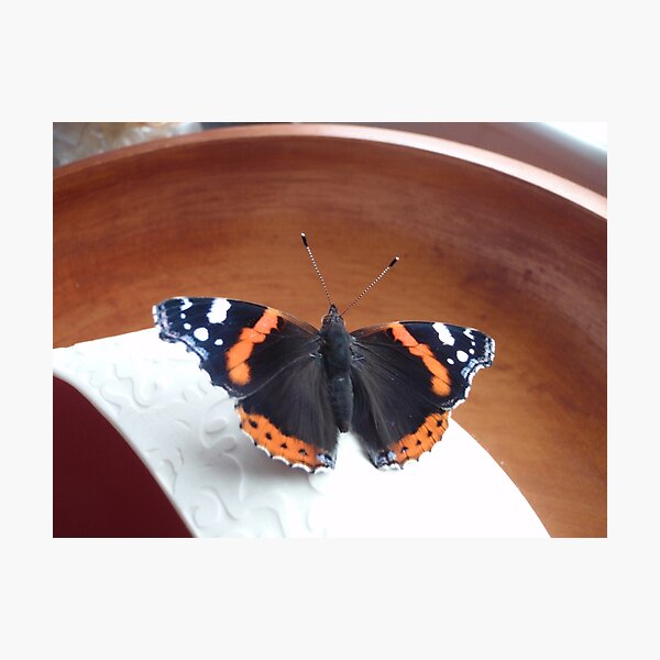 Red Admiral Butterfly Photographic Print